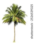 This image depicts a tall coconut palm tree with a slender, textured trunk and a large crown of feathery green fronds.Tropical Coconut palm tree isolated on white background with clipping path.