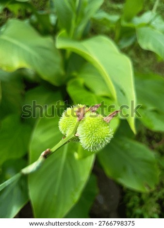 This image displays a close-up view of two green, spiky seed pods, likely from a Canna lily plant. The pods are roundish and covered in numerous small, soft spines or hairs. They are attached to a thick green stem, 