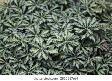 This image displays a dense, mesmerizing carpet of Euphoria francoisii succulents growing together. The plants feature stunning rosettes of heavily textured, wavy-edged leaves with a complex mixture of dark green, silver, and pale veining. This rare madagascan species forms a rich botanical tapestry, showcasing an extraordinary geometric symmetry and artistic leaf patterns.