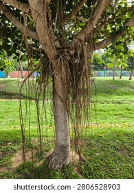 This image features a banyan tree Ficus benghalensis, which is a type of fig tree known for its extensive root systems.The numerous hanging 