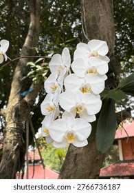 This image features a beautiful cluster of white Phalaenopsis orchids, commonly known as Moth Orchids, growing epiphytically (attached to the bark) on a large, textured tree trunk.
