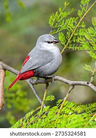 This image features a beautiful small bird, identified as a Lavender Waxbill (Glaucestrilda caerulescens).