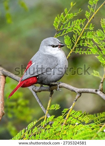 This image features a beautiful small bird, identified as a Lavender Waxbill (Glaucestrilda caerulescens).