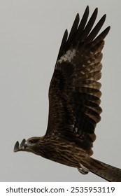 This image features a black kite in mid-flight against a light grey sky. The kite's body and wings exhibit a brown hue, while its head and tail are dark grey. The kite's beak and talons are sharp.