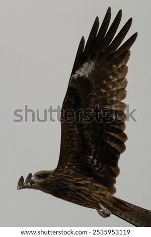 This image features a black kite in mid-flight against a light grey sky. The kite's body and wings exhibit a brown hue, while its head and tail are dark grey. The kite's beak and talons are sharp.