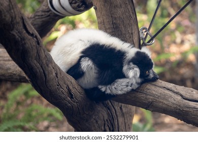 This image features a black-and-white ruffed lemur resting on a tree branch. 