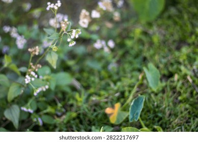 This image features a blurry view of lush green plants with small white flowers and one vibrant yellow flower, showcasing a natural outdoor setting with soft focus
