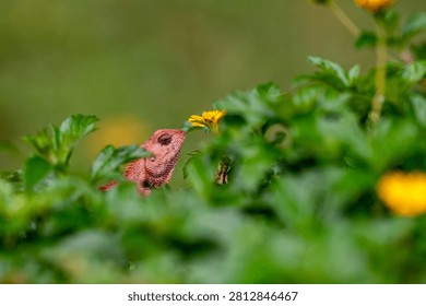 This image features a butterfly perched on a yellow flower in a lush garden setting, surrounded by green leaves and vibrant blossoms, showcasing nature's beauty.