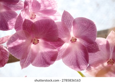 This image features a close up of vibrant Vanda orchids.