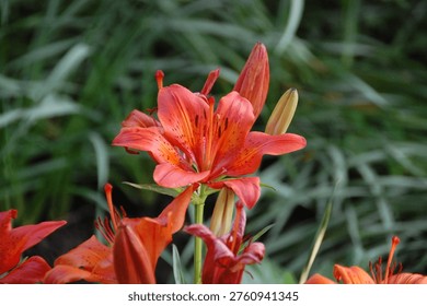 This image features a close-up of a bright orange lily flower in full bloom. The petals curve outward gracefully, displaying fine speckles and subtle gradients of orange and red tones. Prominent stamens extend from the center, adding detail and texture to the flower. Surrounding buds and partially opened blooms suggest different stages of growth. The softly blurred green background enhances the vivid color of the lily, creating a striking contrast and drawing attention to the delicate structure of the flower.