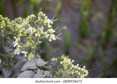 This image features a close-up of delicate white flowers with long stamens and green leaves, set against a blurred background of greenery and purple hues, capturing a serene natural scene