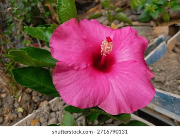 This image features a close-up of a flower, specifically a Hawaiian or Chinese hibiscus. The flower showcases vibrant red and pink petals, characteristic of the malvales family.