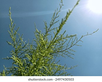 This image features a close-up of a green, needle-like plant branch against a clear blue sky. The sun is visible in the top right corner, creating a bright and vivid background The plant's details ar - Powered by Shutterstock