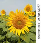 This image features a close-up of a large, vibrant sunflower in full bloom.In the background, other sunflowers can be seen, their faces also turned toward the clear sky, suggesting a sunny day.