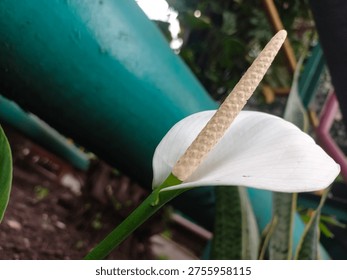 This image features a close-up, low-angle shot of a Peace Lily (Spathiphyllum) in bloom. The composition highlights the elegant, minimalist structure of the flower against a textured, industrial-style background.