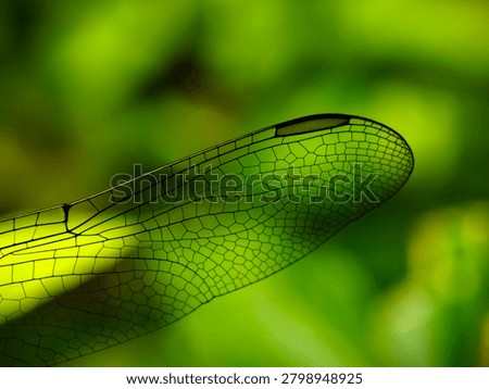 This image features a close-up macro view of a dragonfly wing.
The intricate network of wing veins creates a detailed, geometric pattern.
The structure is transparent, allowing light to pass through and highlight the delicate membrane.
The dark, thickened cell along the top edge of the wing is known as the pterostigma.