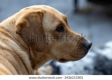 This image features a close-up profile view of a thoughtful-looking Labrador Retriever, with its sharp gaze directed towards the distance. The dog's golden coat is well-detailed against a soft-focused