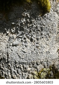 This image features a close-up of a tree trunk covered in 
