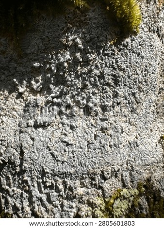 This image features a close-up of a tree trunk covered in 