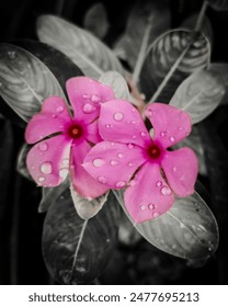 This image features a close-up of two pink flowers with droplets of water on them, set against a dark background.