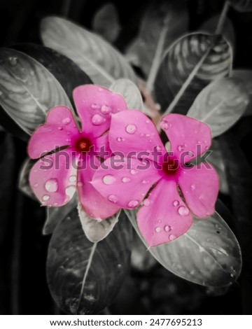 This image features a close-up of two pink flowers with droplets of water on them, set against a dark background.
