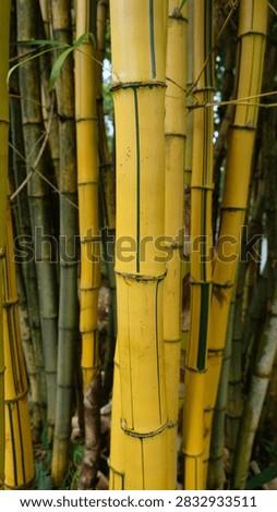 This image features a close-up, vertical shot of Yellow Bamboo (specifically Bambusa vulgaris var. striata or a similar golden bamboo cultivar).