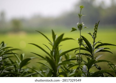 This image features a close-up of vibrant green plants with long, slender leaves and delicate white flowers, set against a softly blurred backdrop of a sunny field and trees, evoking a sense of natura