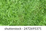 This image features a close-up view of lush, green grass. This type of image is commonly associated with nature, tranquility, and the freshness of the outdoors.