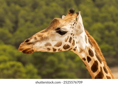This image features a close-up view of a giraffe’s head and neck against a blurred background of greenery, likely trees. 