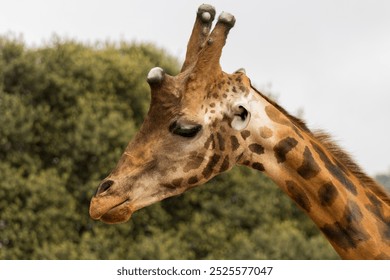 This image features a close-up view of a giraffe’s head and neck against a blurred natural background. 