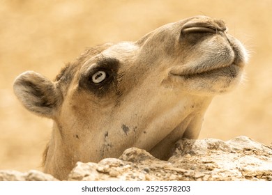 This image features a close-up view of a camel’s head, showcasing its distinctive large eyes and long eyelashes, slightly flared nostrils, and a relaxed mouth. 
