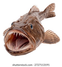This image features a close-up view of a large brown fish with sharp teeth and an open mouth. The fish is positioned against a plain white background, drawing attention to its detailed texture and features. The photograph showcases the fish's distinctive appearance, including its sharp teeth and expressive eyes. The image appears to be a studio shot, highlighting the fish's natural beauty and intricate details. The overall effect is a striking and detailed representation of marine life.