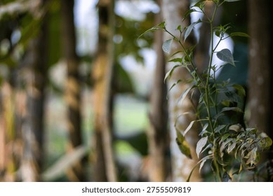 This image features a close-up view of a plant with vibrant green leaves set against a softly focused background of trees and foliage, showcasing natural textures and colors.