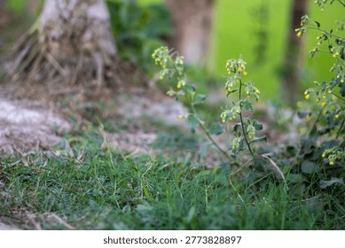This image features a close-up view of wildflowers and lush green grass in a natural setting. A tree stump is visible in the background with blurred greenery surrounding it. The flowers have small yel