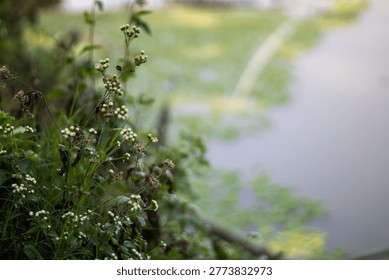This image features a close-up view of lush green plants with small white flowers growing beside a serene body of water. A metal railing runs along the edge, separating the vegetation from the water's