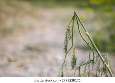 This image features a close-up view of a green plant with long thin stems and delicate leaves. The plant is positioned on the right side of the frame, with a blurred background that appears to be a na
