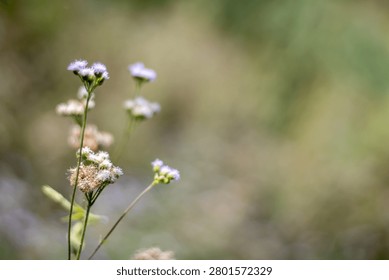This image features a close-up view of delicate white and purple wildflowers with green stems set against a softly blurred green and brown background, capturing the intricate details of the flowers