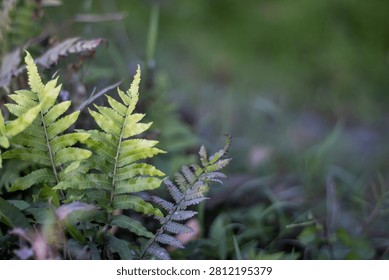 This image features a close-up view of vibrant green ferns with delicate leafy structures, set against a softly blurred background of a forest floor filled with various shades of green foliage and und