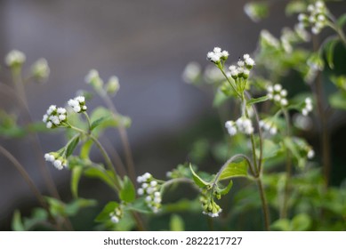 This image features a close-up view of lush green plants adorned with numerous small white flowers. The delicate blooms are clustered at the ends of thin stems, surrounded by vibrant green leaves. The