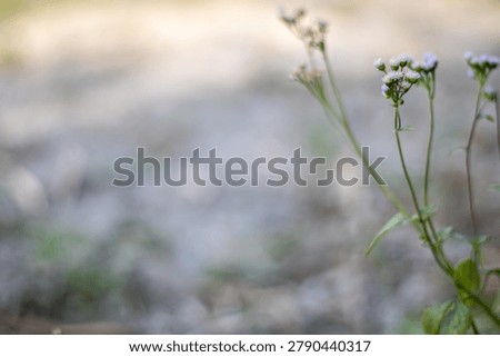 This image features a close-up view of small white flowers with green stems and leaves, set against a blurred background of a field with shades of brown, green, and tan, evoking a sense of natural ser