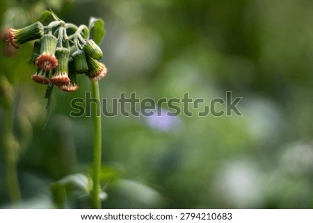 This image features a close-up view of a green plant with multiple small buds that have orange tips, set against a blurred green background with hints of purple and white, showcasing a natural and ser