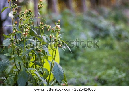 This image features a close-up view of vibrant green plants with small buds, set against a blurred background of a lush garden. The plants have long stems and oval-shaped leaves, with tiny buds starti