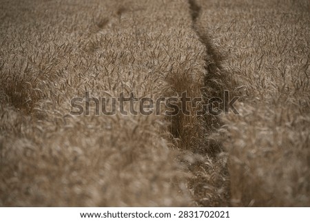 This image features a close-up view of a golden, ripe wheat field with visible tractor tracks running through the crop rows.