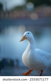 This image features a close-up of a white duck with an orange beak and webbed feet, standing near a body of water. The background is beautifully blurred, creating a bokeh effect, and it seems to be ta