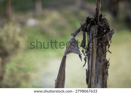 This image features a close-up of a withered plant stem with dry, peeling bark and remnants of leaves, set against a blurred green background with natural light, showcasing textures and decay in a ser