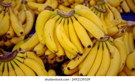 This image features a cluster of bananas in various stages of ripeness.  Yellow Cavendish bananas dominate, with some green Lady Fingers and brown plantains visible. 