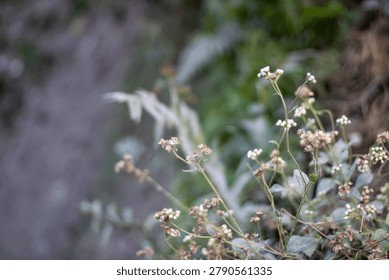 This image features a cluster of small white flowers with green stems and leaves, set against a blurred background of greenery and brown foliage, capturing a serene moment in nature