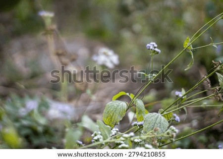 This image features a cluster of small, delicate wildflowers with light purple petals and slender green stems, set against a softly focused backdrop of lush greenery and earthy tones, showcasing a ser
