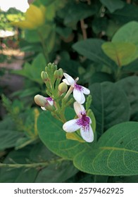 This image features a cluster of white flowers with delicate purple speckles, growing amidst lush green foliage.  The flowers are small and star-shaped, with a vibrant purple center.