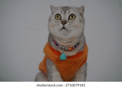 This image features a curious cat wearing a bright orange sweater and colorful necklace. The adorable feline captures attention with its unique expression and playful look.